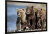 Brown Bear Cubs, Katmai National Park, Alaska-Paul Souders-Framed Photographic Print