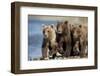 Brown Bear Cubs, Katmai National Park, Alaska-Paul Souders-Framed Photographic Print