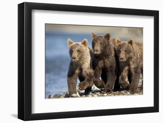 Brown Bear Cubs, Katmai National Park, Alaska-Paul Souders-Framed Photographic Print