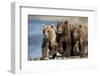 Brown Bear Cubs, Katmai National Park, Alaska-Paul Souders-Framed Photographic Print