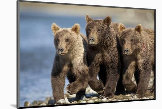 Brown Bear Cubs, Katmai National Park, Alaska-Paul Souders-Mounted Photographic Print