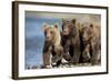 Brown Bear Cubs, Katmai National Park, Alaska-Paul Souders-Framed Photographic Print