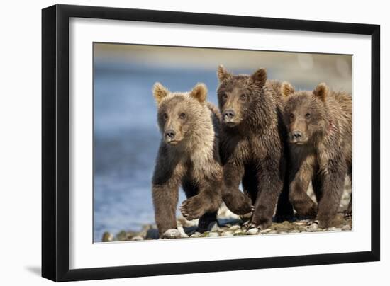 Brown Bear Cubs, Katmai National Park, Alaska-Paul Souders-Framed Photographic Print