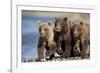 Brown Bear Cubs, Katmai National Park, Alaska-Paul Souders-Framed Photographic Print