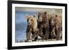 Brown Bear Cubs, Katmai National Park, Alaska-Paul Souders-Framed Photographic Print