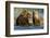 Brown Bear Cubs, Katmai National Park, Alaska-Paul Souders-Framed Photographic Print