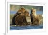 Brown Bear Cubs, Katmai National Park, Alaska-Paul Souders-Framed Photographic Print