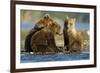 Brown Bear Cubs, Katmai National Park, Alaska-Paul Souders-Framed Photographic Print