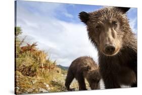 Brown Bear Cubs, Katmai National Park, Alaska-null-Stretched Canvas