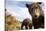 Brown Bear Cubs, Katmai National Park, Alaska-null-Stretched Canvas