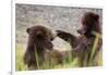 Brown bear cubs play-fighting, Stan Price State Sanctuary, Alaska, USA-Don Paulson-Framed Photographic Print