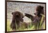 Brown bear cubs play-fighting, Stan Price State Sanctuary, Alaska, USA-Don Paulson-Framed Photographic Print