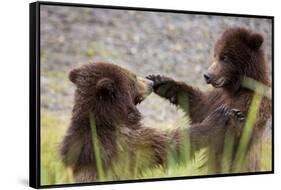 Brown bear cubs play-fighting, Stan Price State Sanctuary, Alaska, USA-Don Paulson-Framed Stretched Canvas