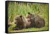 Brown Bear Cubs Sleeping at Kuliak Bay-Paul Souders-Framed Stretched Canvas