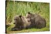 Brown Bear Cubs Sleeping at Kuliak Bay-Paul Souders-Stretched Canvas