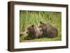 Brown Bear Cubs Sleeping at Kuliak Bay-Paul Souders-Framed Photographic Print