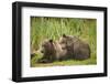 Brown Bear Cubs Sleeping at Kuliak Bay-Paul Souders-Framed Photographic Print