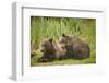 Brown Bear Cubs Sleeping at Kuliak Bay-Paul Souders-Framed Photographic Print