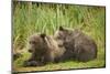 Brown Bear Cubs Sleeping at Kuliak Bay-Paul Souders-Mounted Photographic Print