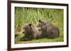 Brown Bear Cubs Sleeping at Kuliak Bay-Paul Souders-Framed Photographic Print