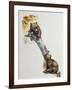 Brown Bear Cubs (Ursus Arctos), Ursidae, Drawing-null-Framed Giclee Print