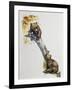 Brown Bear Cubs (Ursus Arctos), Ursidae, Drawing-null-Framed Giclee Print