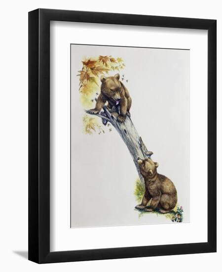 Brown Bear Cubs (Ursus Arctos), Ursidae, Drawing-null-Framed Giclee Print