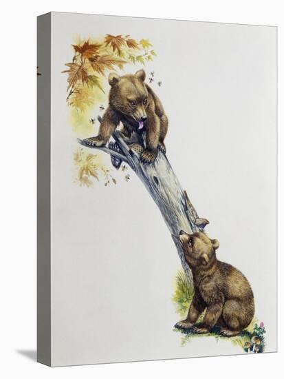 Brown Bear Cubs (Ursus Arctos), Ursidae, Drawing-null-Stretched Canvas