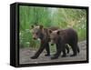 Brown Bear Cubs Walking on Path-DLILLC-Framed Stretched Canvas