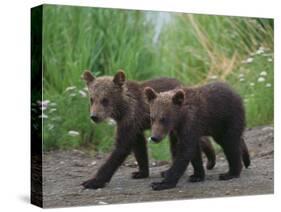 Brown Bear Cubs Walking on Path-DLILLC-Stretched Canvas