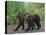 Brown Bear Cubs Walking on Path-DLILLC-Stretched Canvas