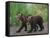 Brown Bear Cubs Walking on Path-DLILLC-Framed Stretched Canvas