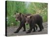 Brown Bear Cubs Walking on Path-DLILLC-Stretched Canvas