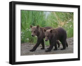 Brown Bear Cubs Walking on Path-DLILLC-Framed Premium Photographic Print