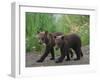 Brown Bear Cubs Walking on Path-DLILLC-Framed Premium Photographic Print