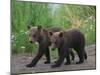 Brown Bear Cubs Walking on Path-DLILLC-Mounted Premium Photographic Print