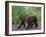 Brown Bear Cubs Walking on Path-DLILLC-Framed Photographic Print