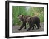 Brown Bear Cubs Walking on Path-DLILLC-Framed Photographic Print