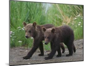 Brown Bear Cubs Walking on Path-DLILLC-Mounted Photographic Print