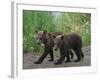 Brown Bear Cubs Walking on Path-DLILLC-Framed Photographic Print