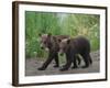Brown Bear Cubs Walking on Path-DLILLC-Framed Photographic Print