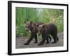 Brown Bear Cubs Walking on Path-DLILLC-Framed Photographic Print