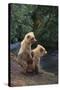 Brown Bear Cubs-DLILLC-Stretched Canvas