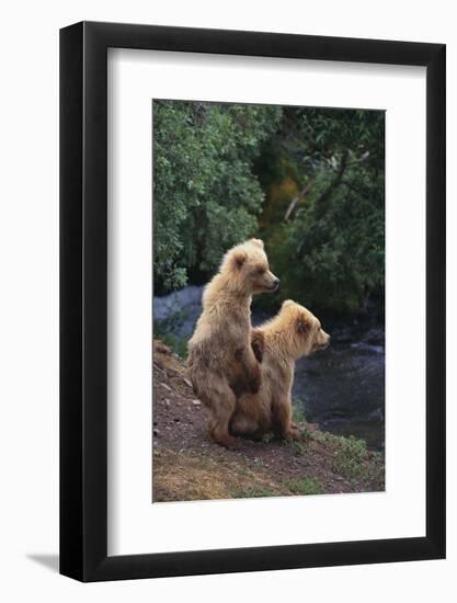 Brown Bear Cubs-DLILLC-Framed Photographic Print