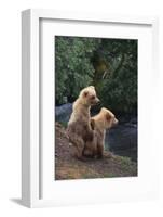 Brown Bear Cubs-DLILLC-Framed Photographic Print