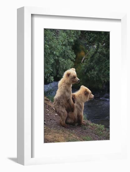 Brown Bear Cubs-DLILLC-Framed Photographic Print