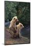 Brown Bear Cubs-DLILLC-Mounted Photographic Print