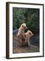 Brown Bear Cubs-DLILLC-Framed Photographic Print