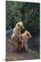 Brown Bear Cubs-DLILLC-Mounted Photographic Print