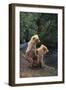 Brown Bear Cubs-DLILLC-Framed Photographic Print